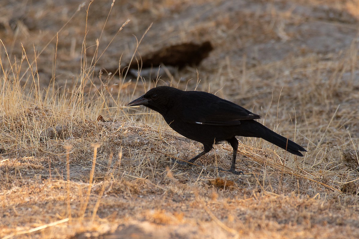 Austral Blackbird - Robert Biermann