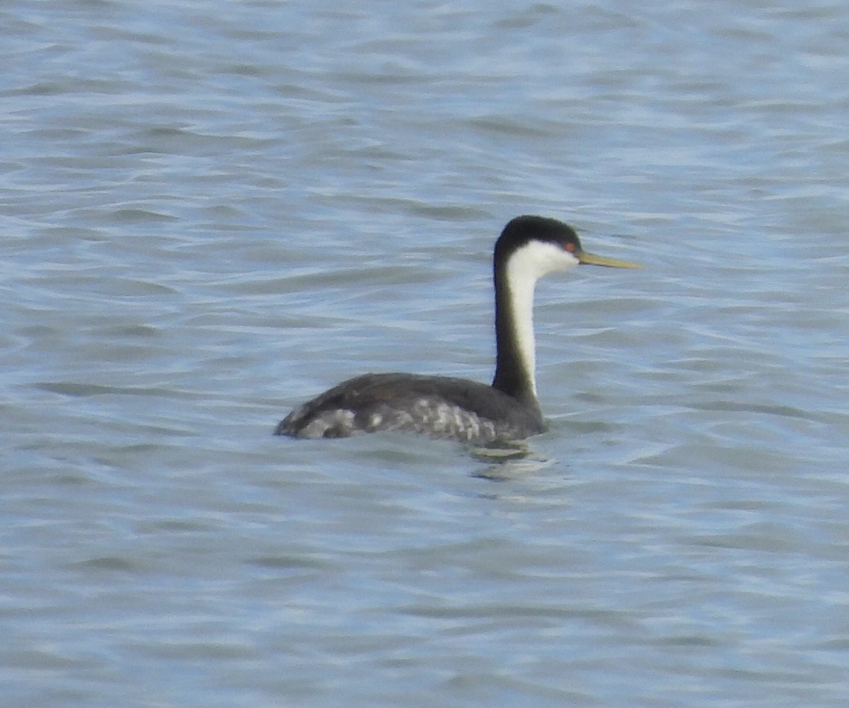 Western Grebe - ML612570592