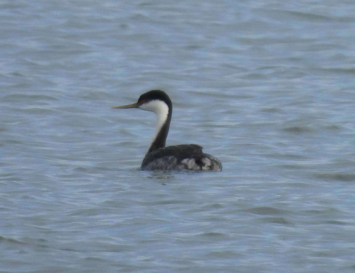 Western Grebe - ML612570593