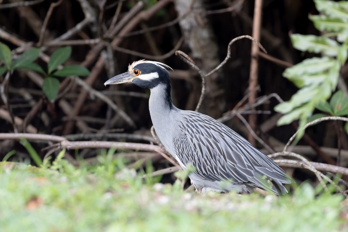 Yellow-crowned Night Heron - ML612570640