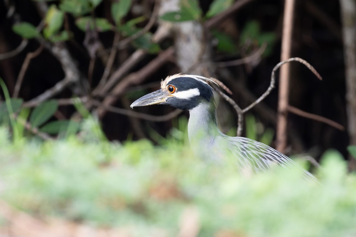 Yellow-crowned Night Heron - ML612570643