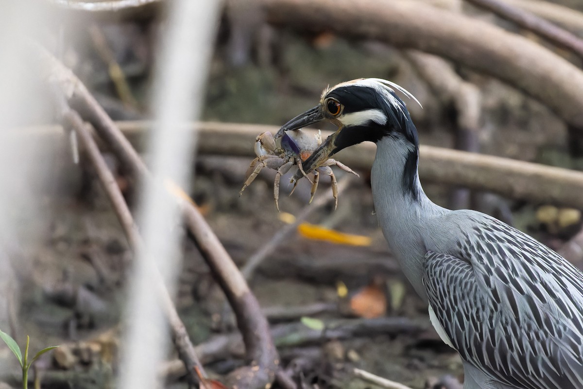 Yellow-crowned Night Heron - ML612570673