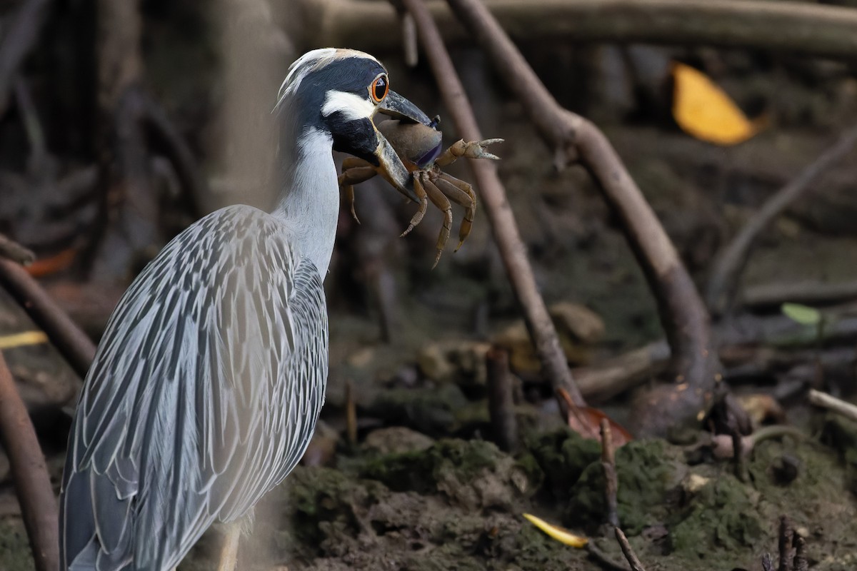 Yellow-crowned Night Heron - ML612570676