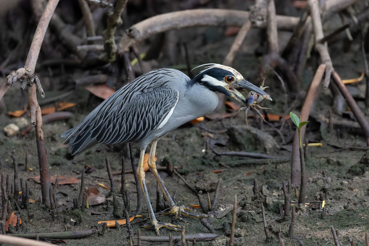 Yellow-crowned Night Heron - ML612570681