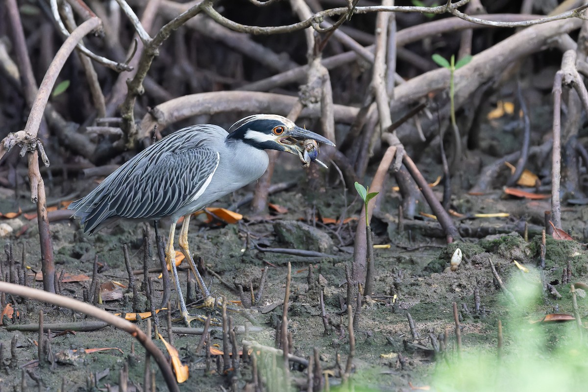 Yellow-crowned Night Heron - Amy Rangel