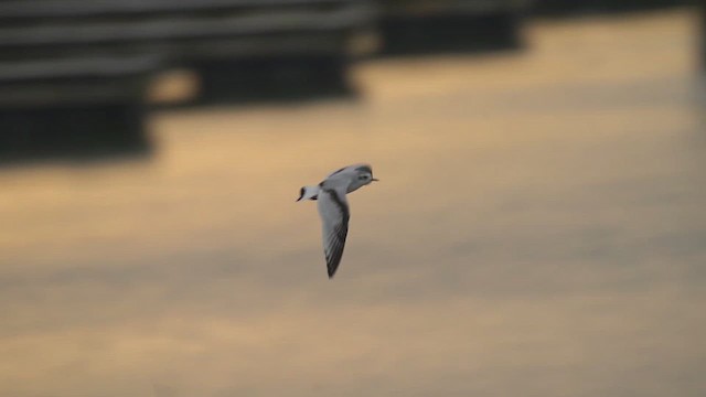 Little Gull - ML612570690