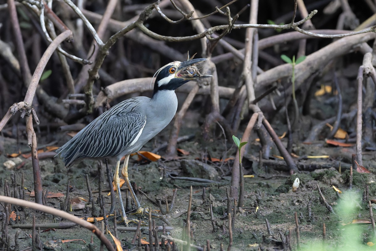 Yellow-crowned Night Heron - ML612570698