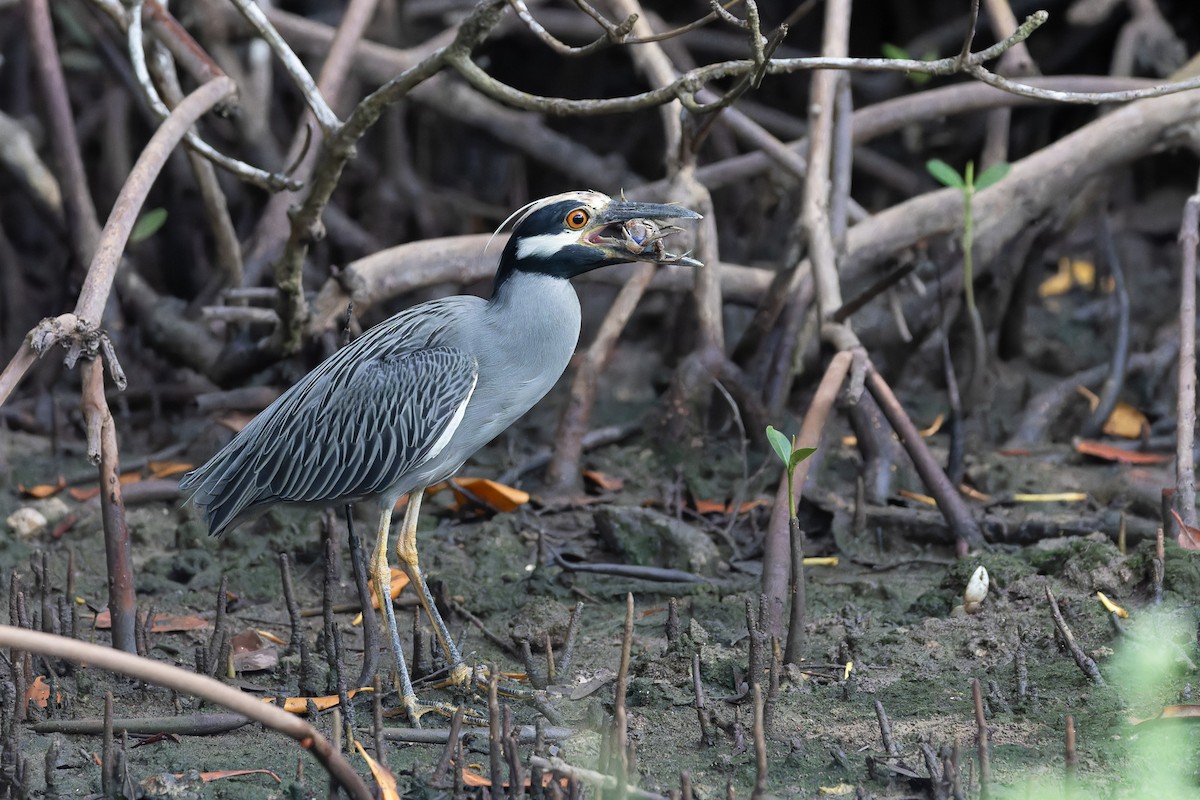 Yellow-crowned Night Heron - ML612570702