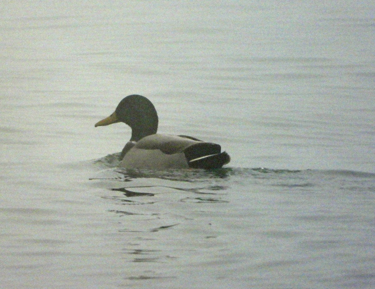 Canard colvert - ML612570946