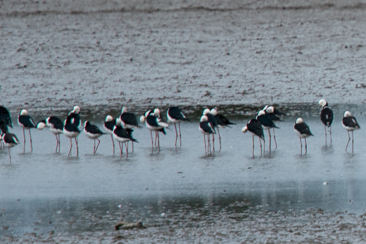 Pied Stilt - ML612570966