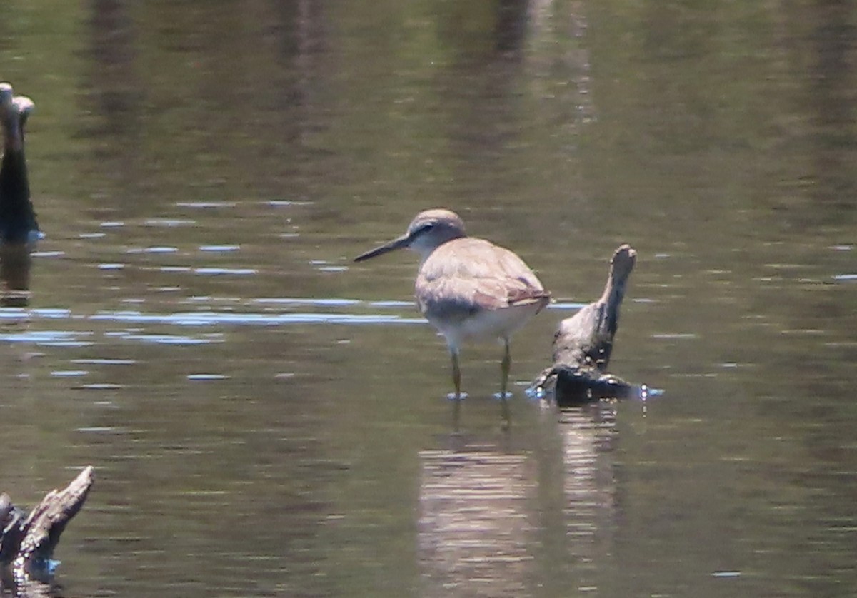 Gray-tailed Tattler - Paul Dobbie