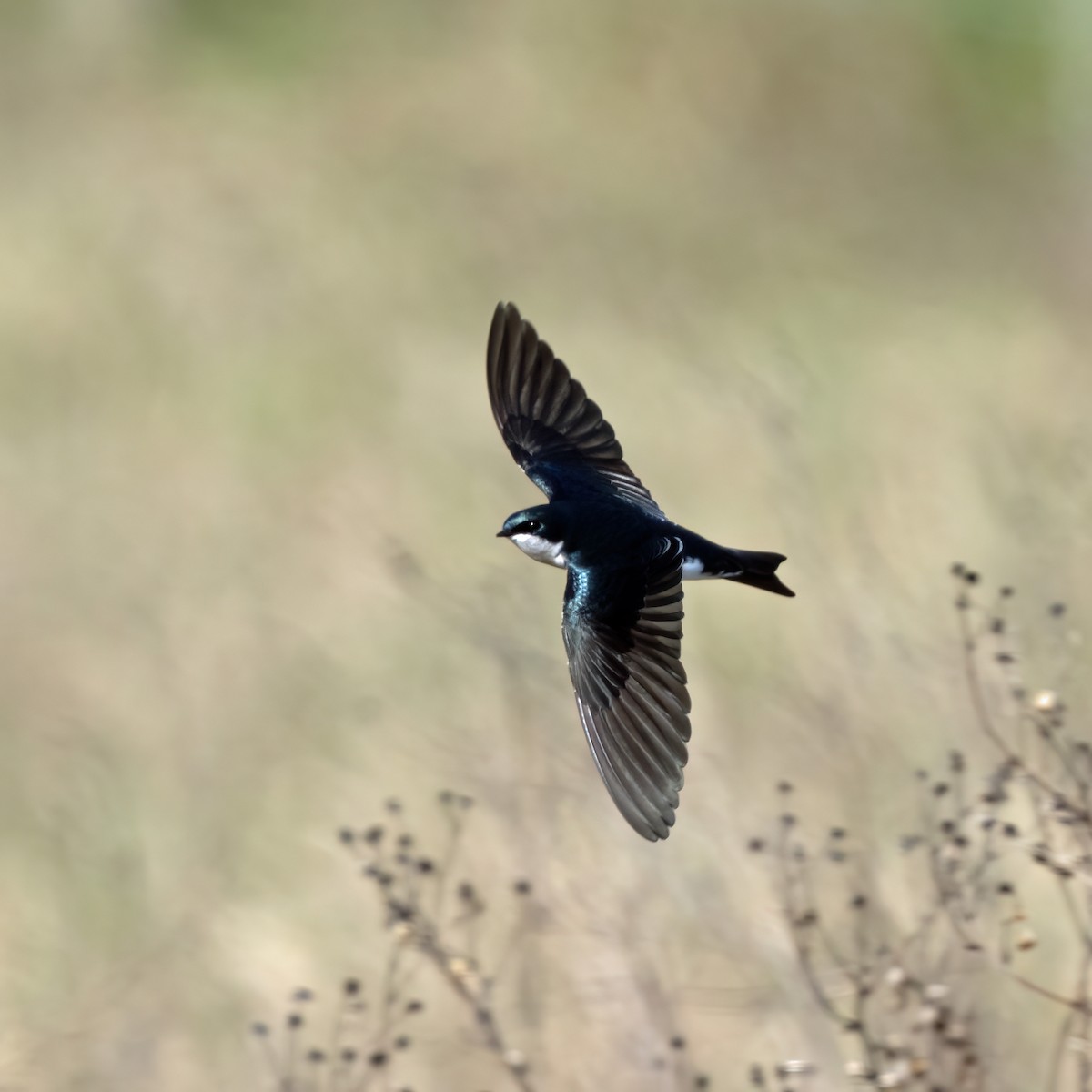 Tree Swallow - ML612571094