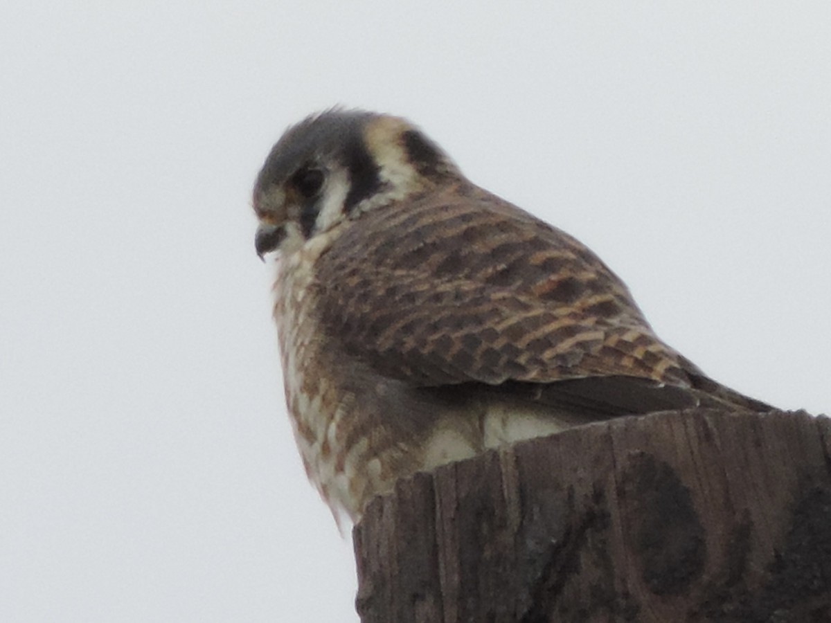American Kestrel - ML612571120