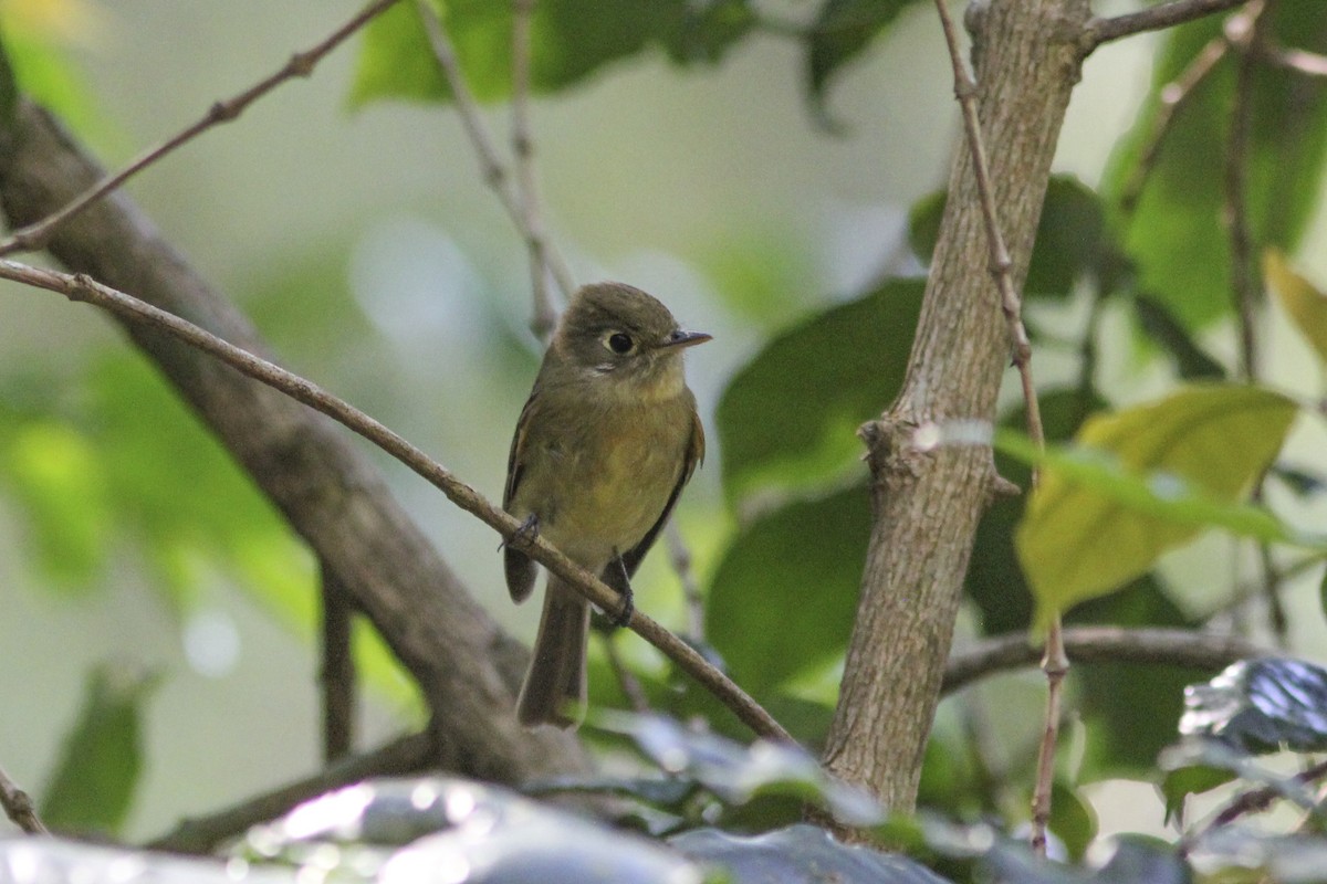 Western Flycatcher (Cordilleran) - ML612571125