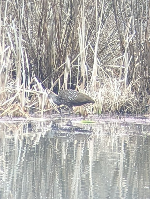 Limpkin - ML612571126