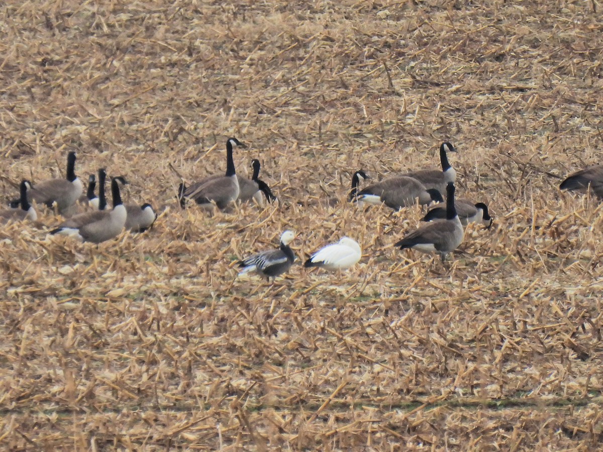 Snow Goose - Kathy Caminiti