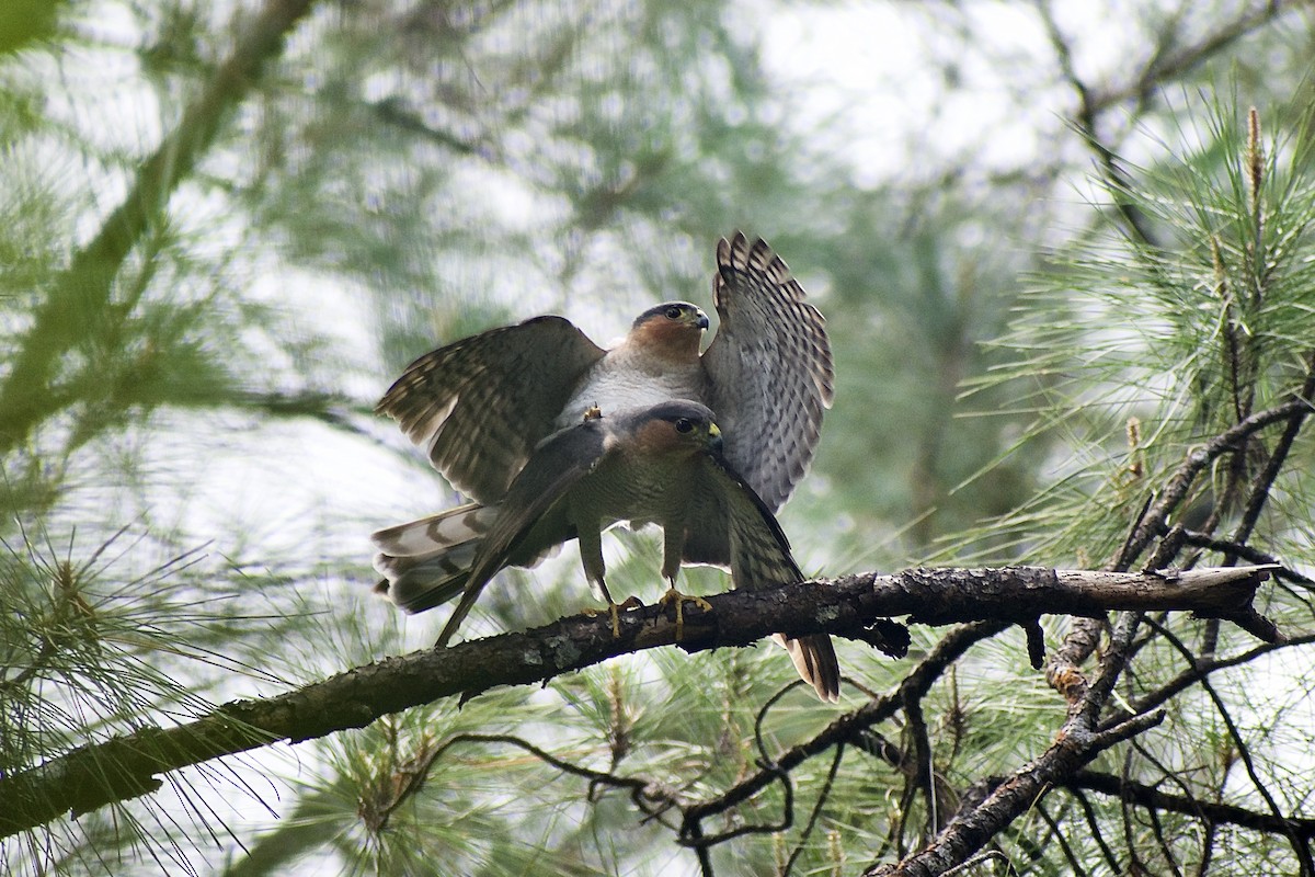 Sharp-shinned Hawk (Caribbean) - ML612571224