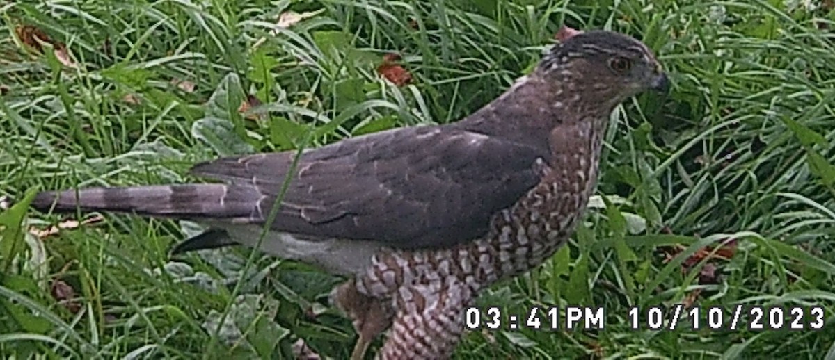 Cooper's Hawk - ML612571250