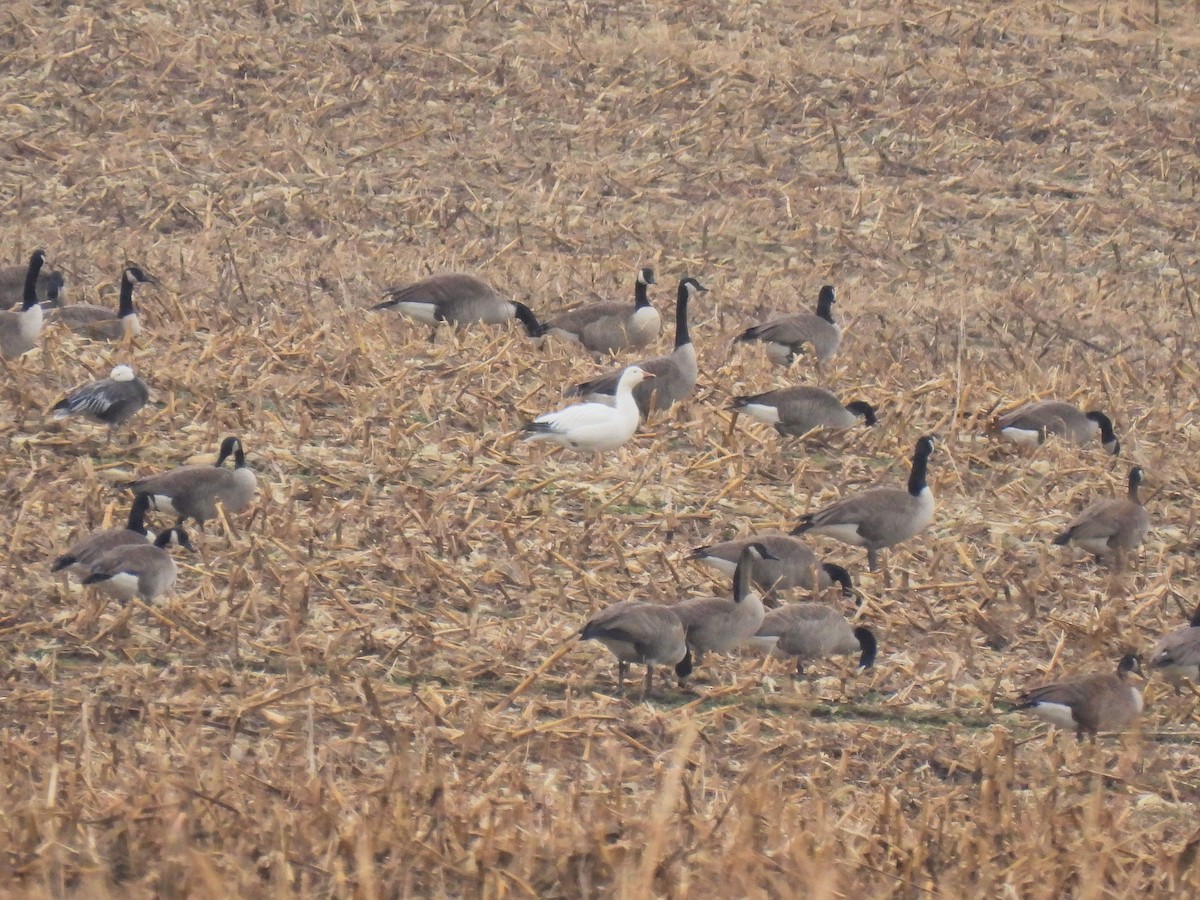 Snow Goose - Kathy Caminiti