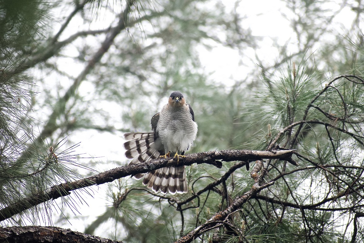 Sharp-shinned Hawk (Caribbean) - ML612571333