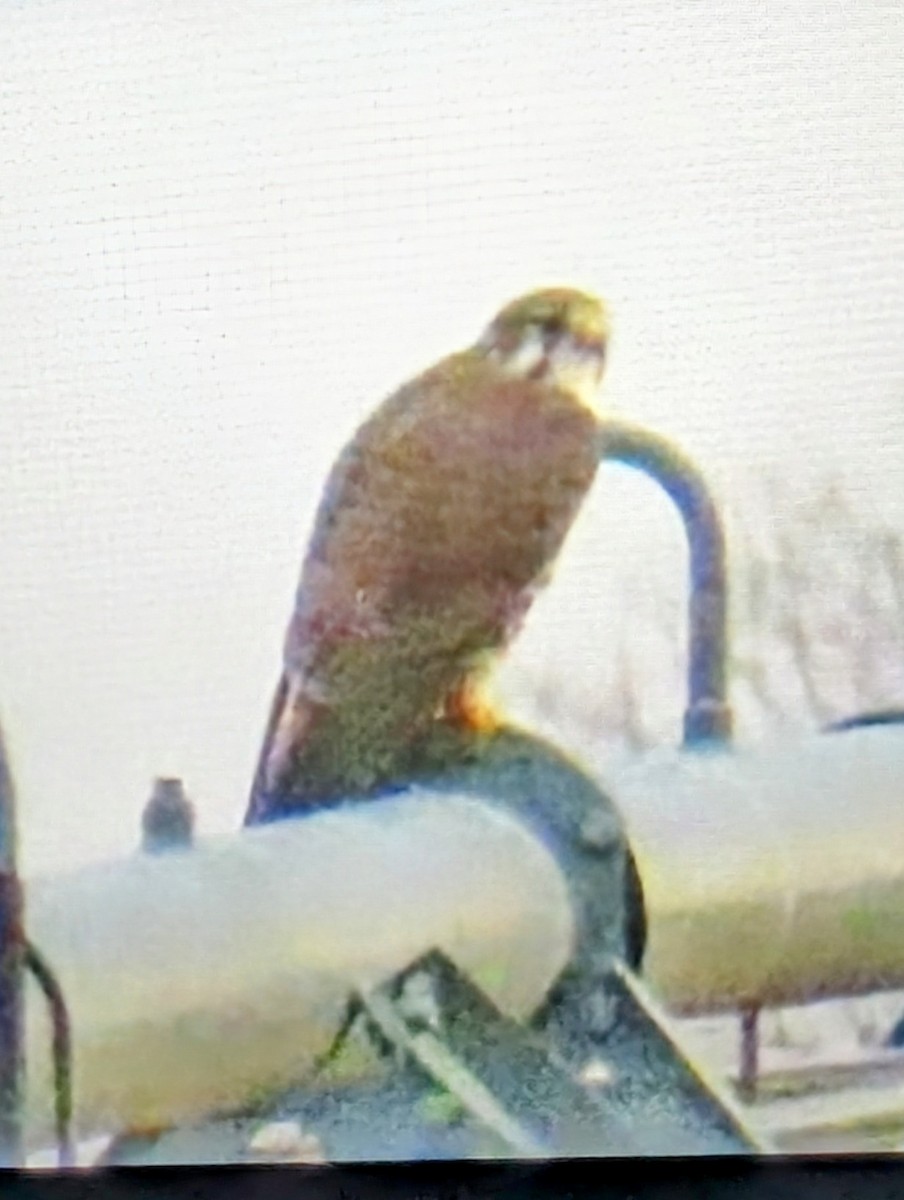 Prairie Falcon - ML612571367