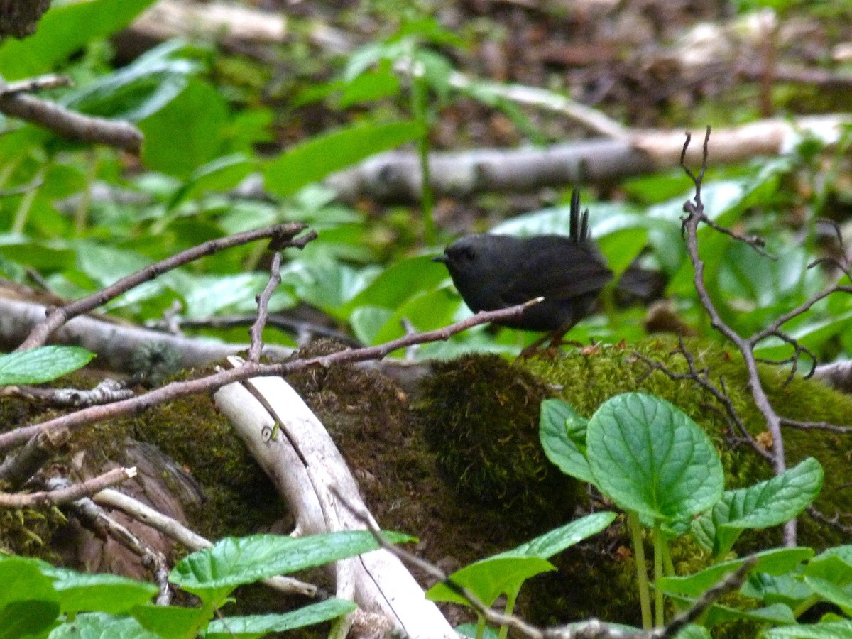 Magellanic Tapaculo - ML612571405