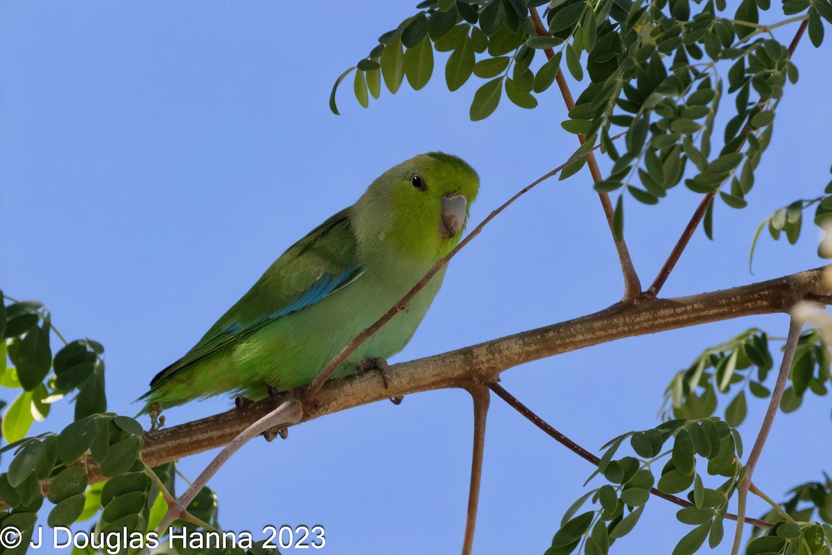 Blaubürzel-Sperlingspapagei (insularis) - ML612571431