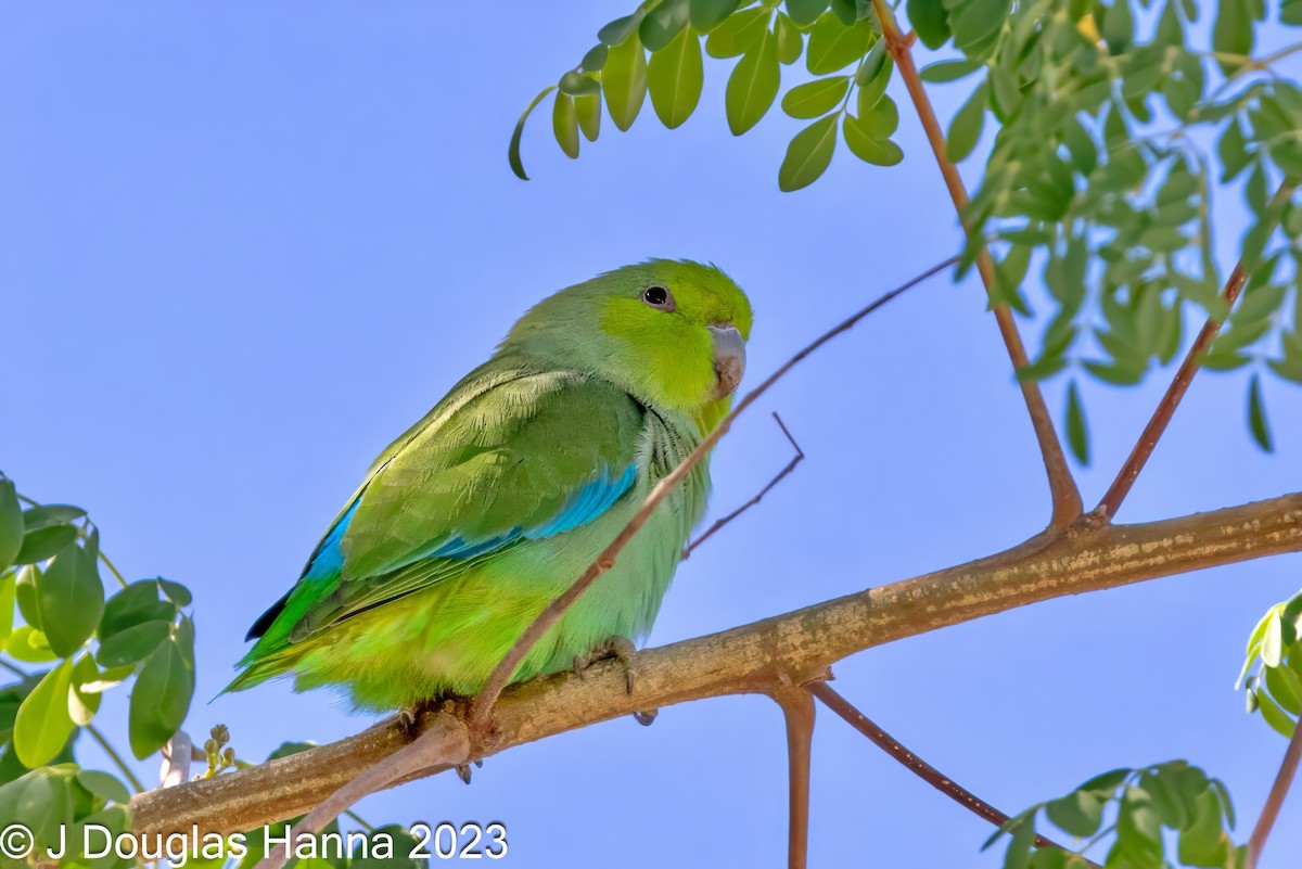 Meksika Serçe Papağanı (insularis) - ML612571432