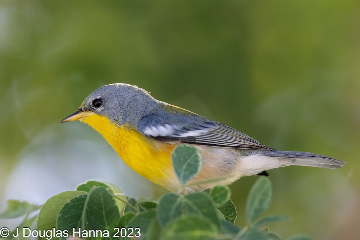 Tropical Parula (Tres Marias Is.) - michael carmody