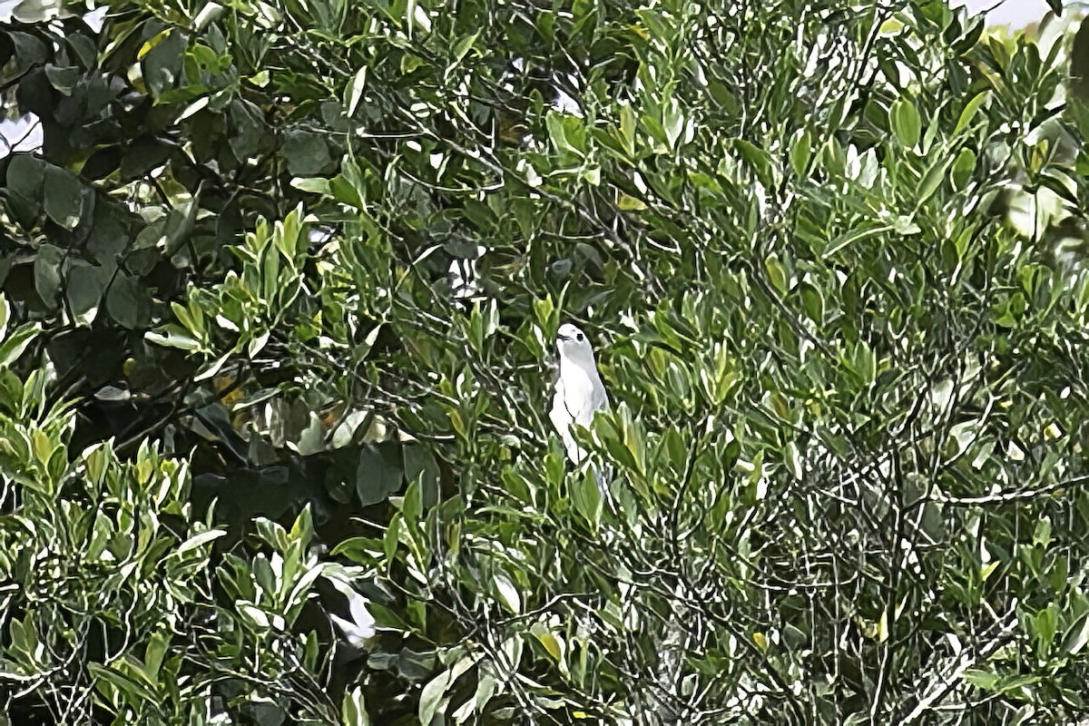 Snowy Cotinga - ML612571521