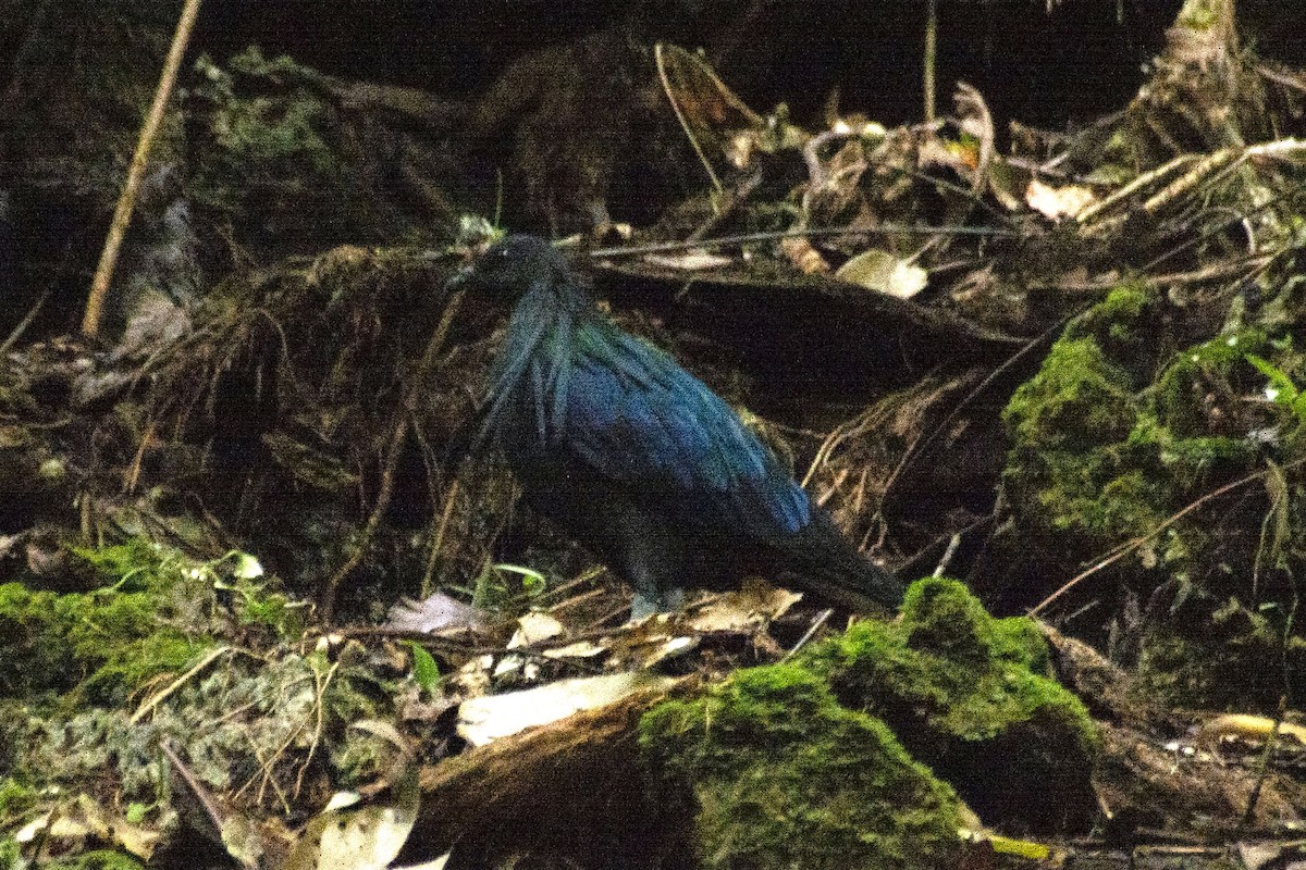 Nicobar Pigeon - ML612571567