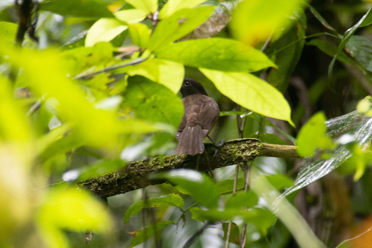 Morningbird - ML612571570