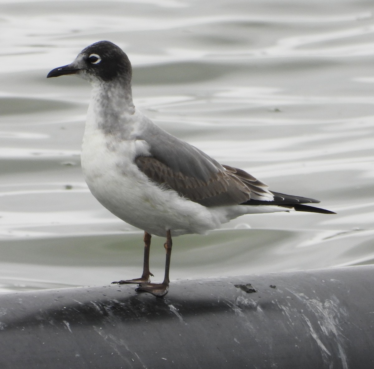 Franklin's Gull - ML612571616