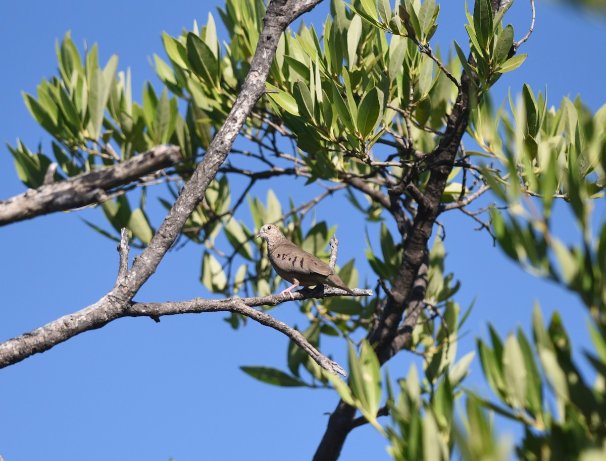 Common Ground Dove - ML612571629