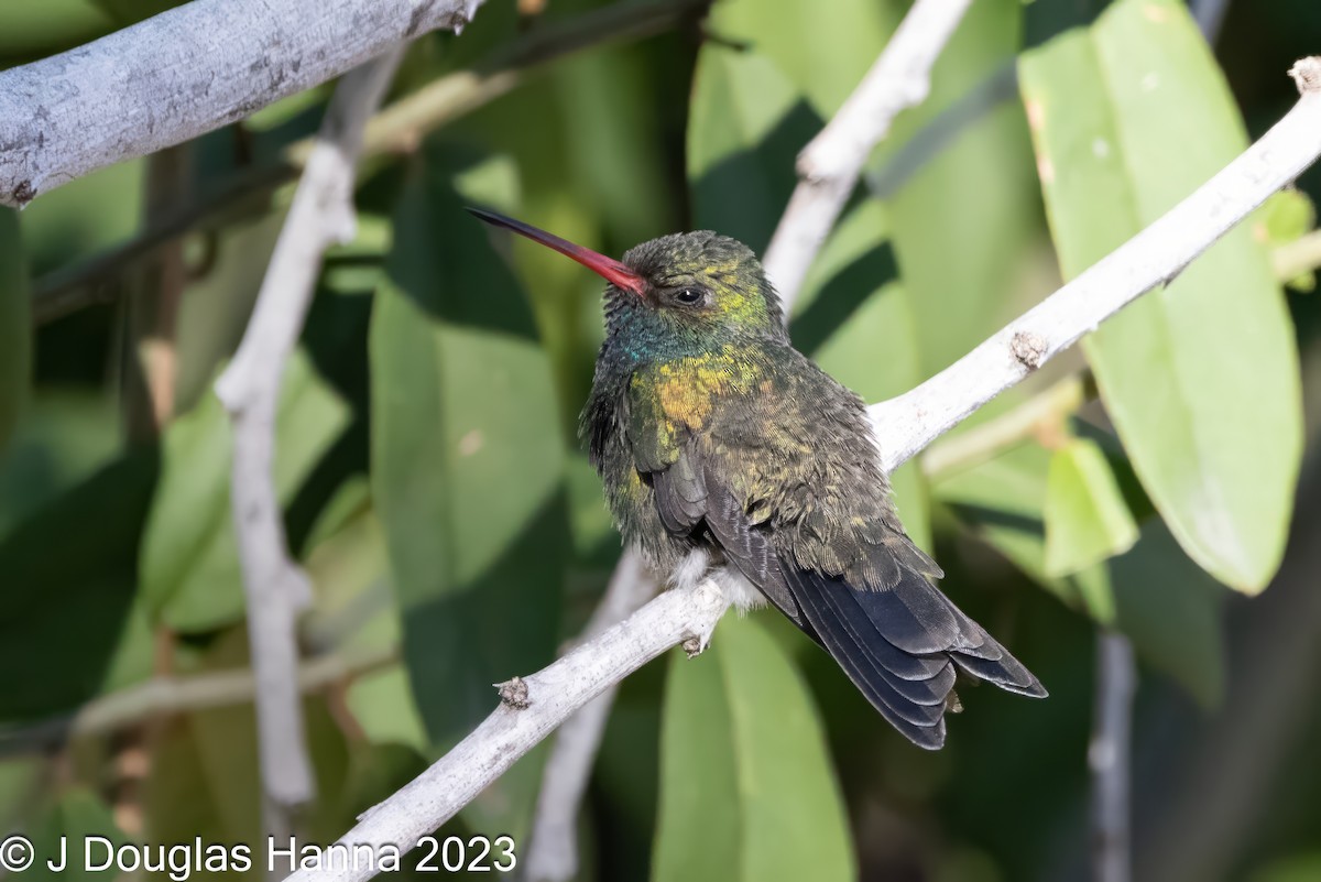 Tres Marias Hummingbird - michael carmody