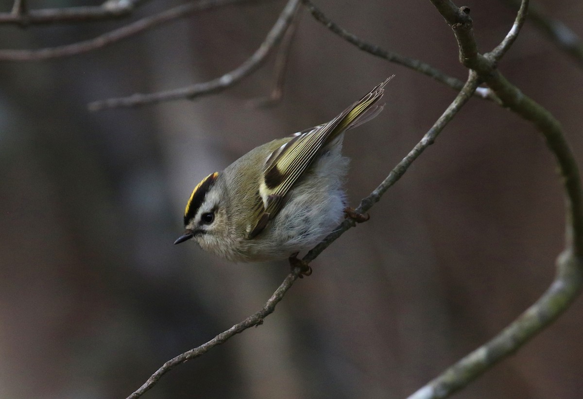 Roitelet à couronne dorée - ML612571697