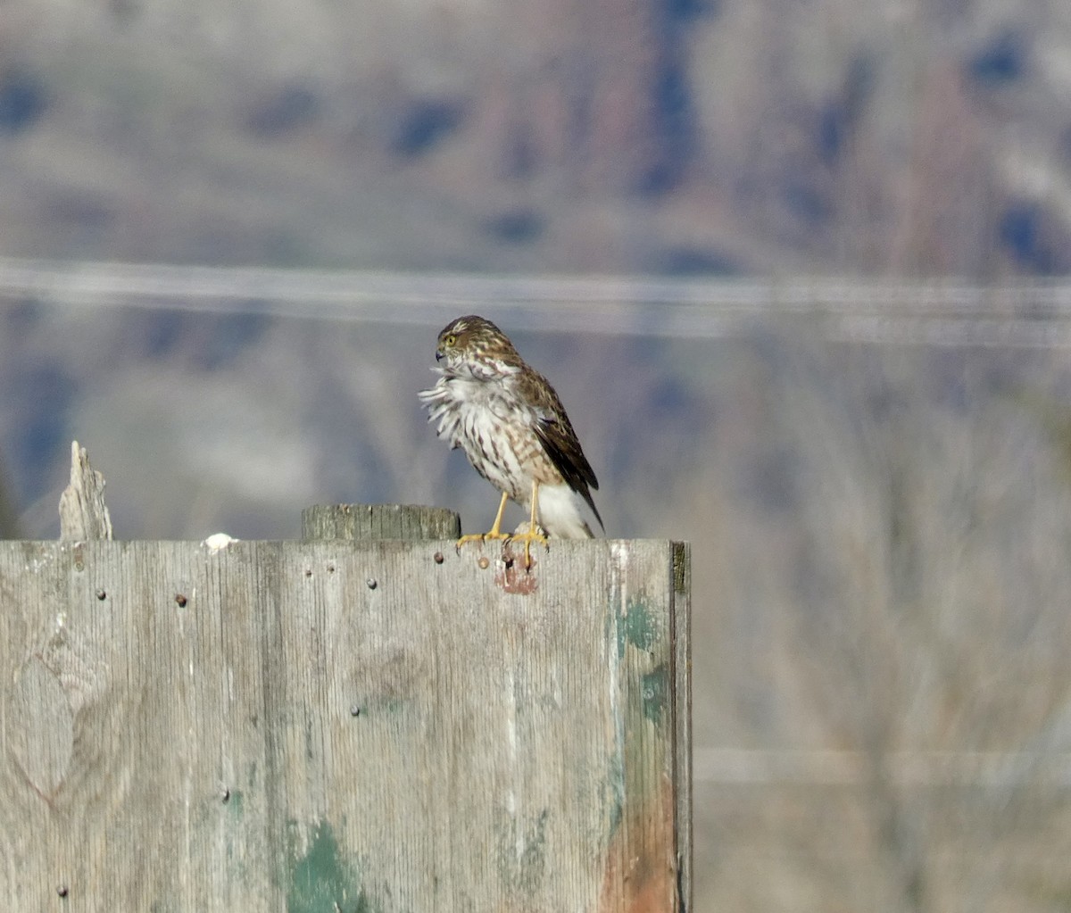 Sharp-shinned Hawk - ML612571730