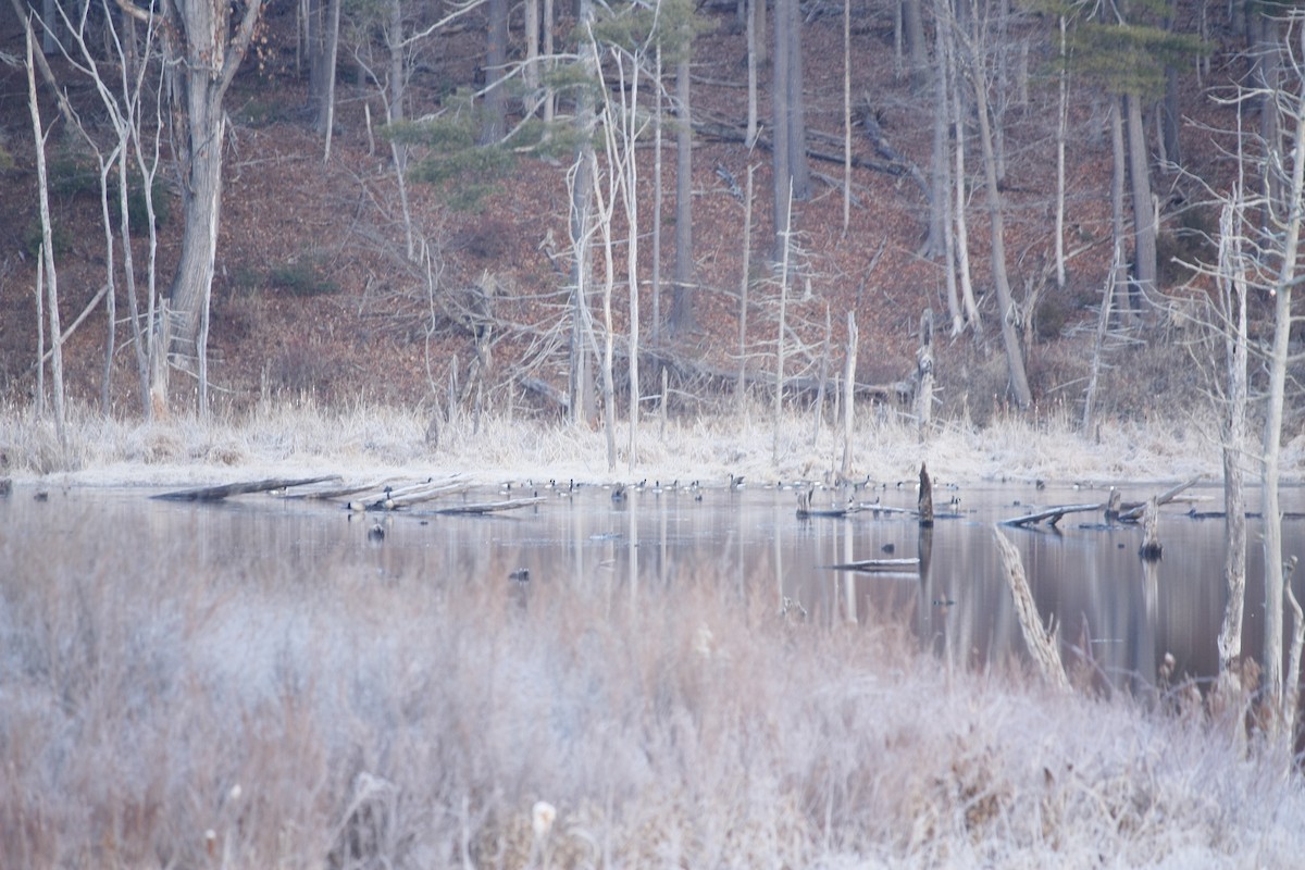 Canada Goose - ML612571810