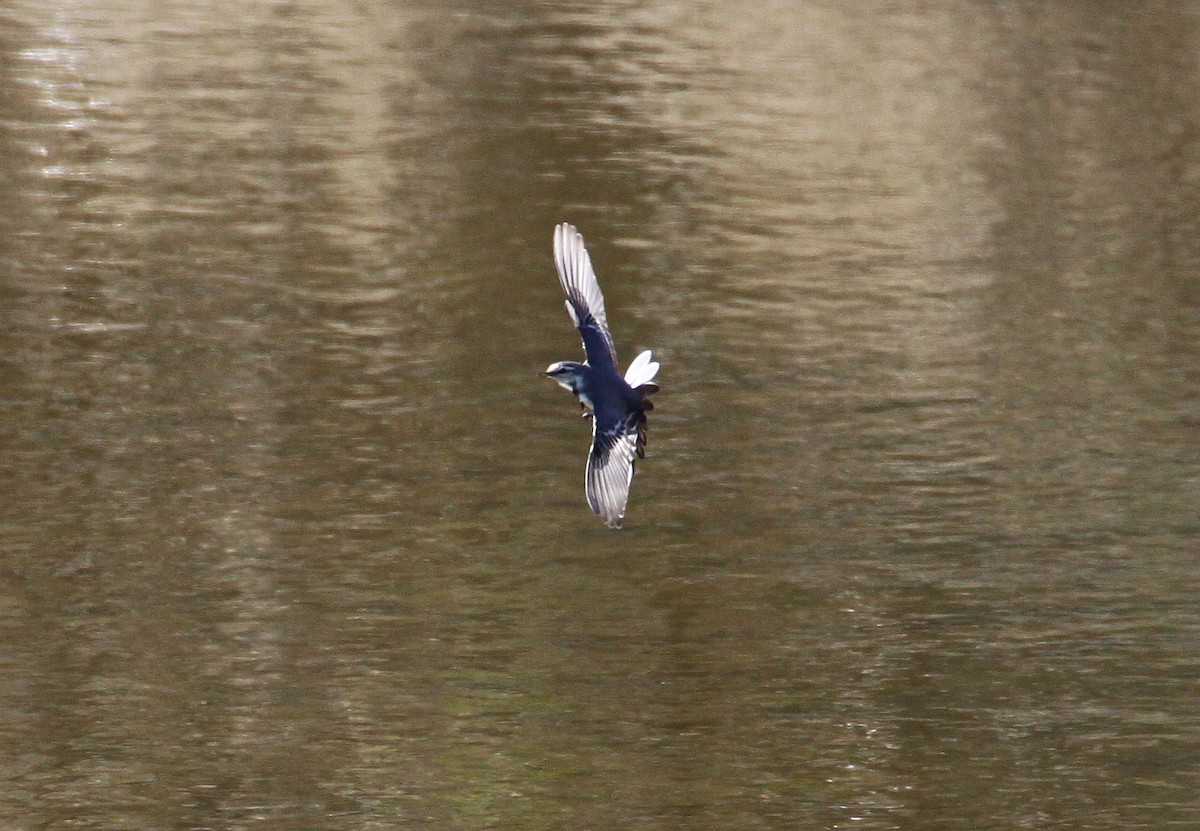 White Wagtail - Eric Soehren