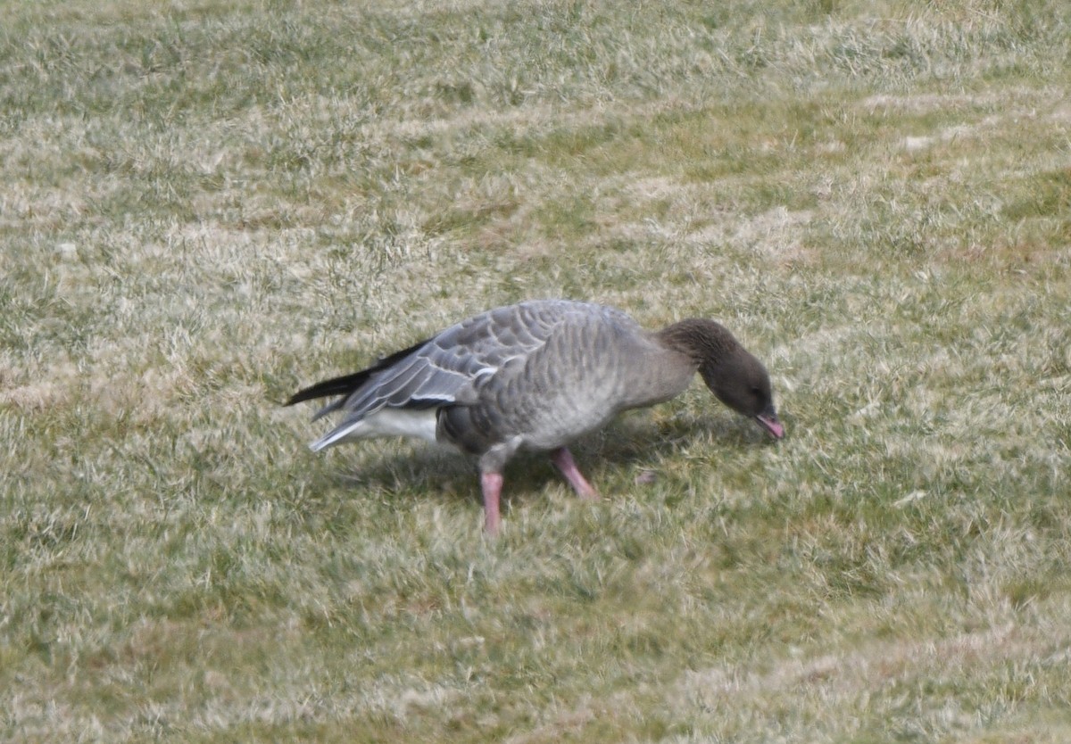 Pink-footed Goose - ML612571833