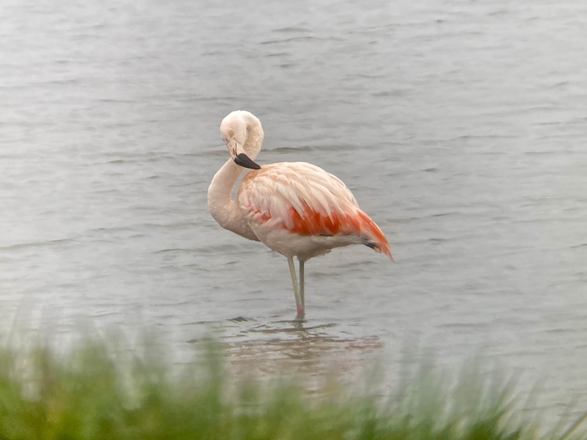 Chilean Flamingo - ML612571846