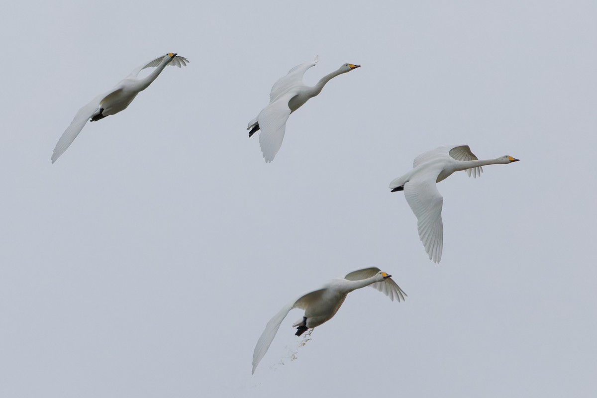 Whooper Swan - ML612571856