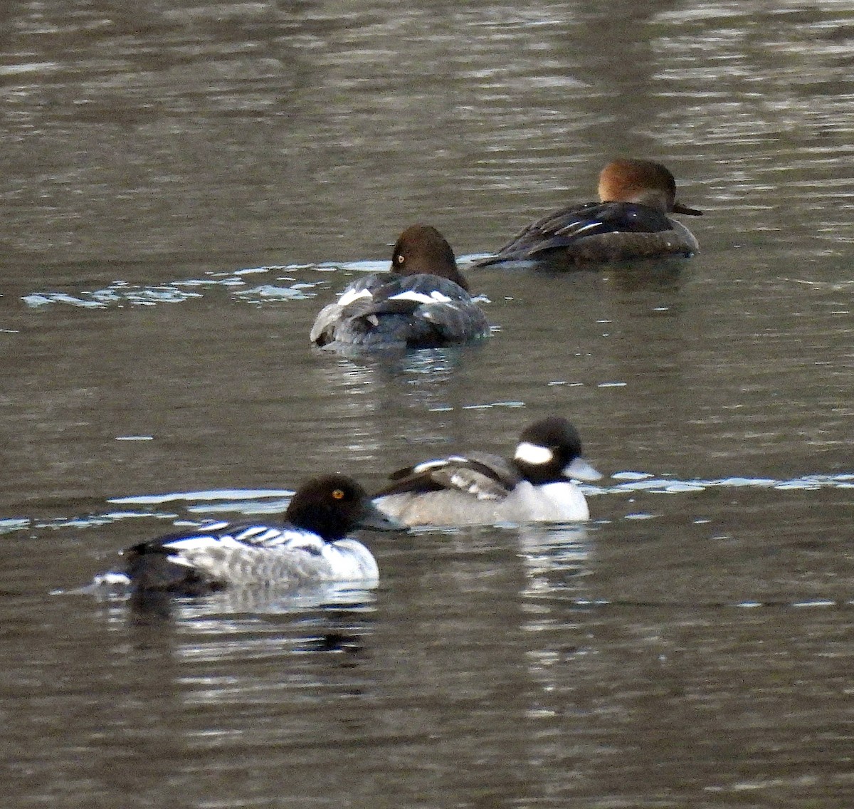 Hooded Merganser - ML612571886