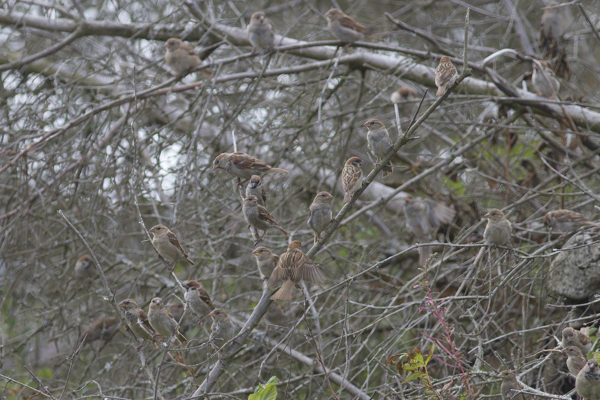 Eurasian Tree Sparrow - ML612571895