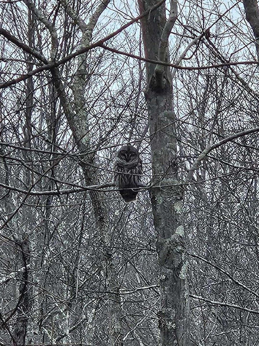 Barred Owl - ML612571910