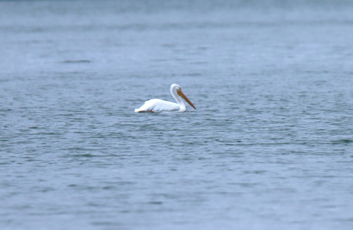 American White Pelican - ML612571977