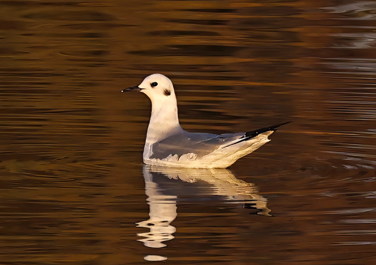 Bonaparte's Gull - ML612571993