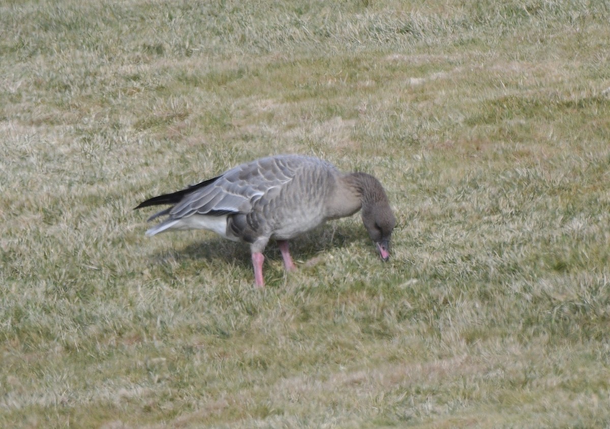 Pink-footed Goose - ML612572007