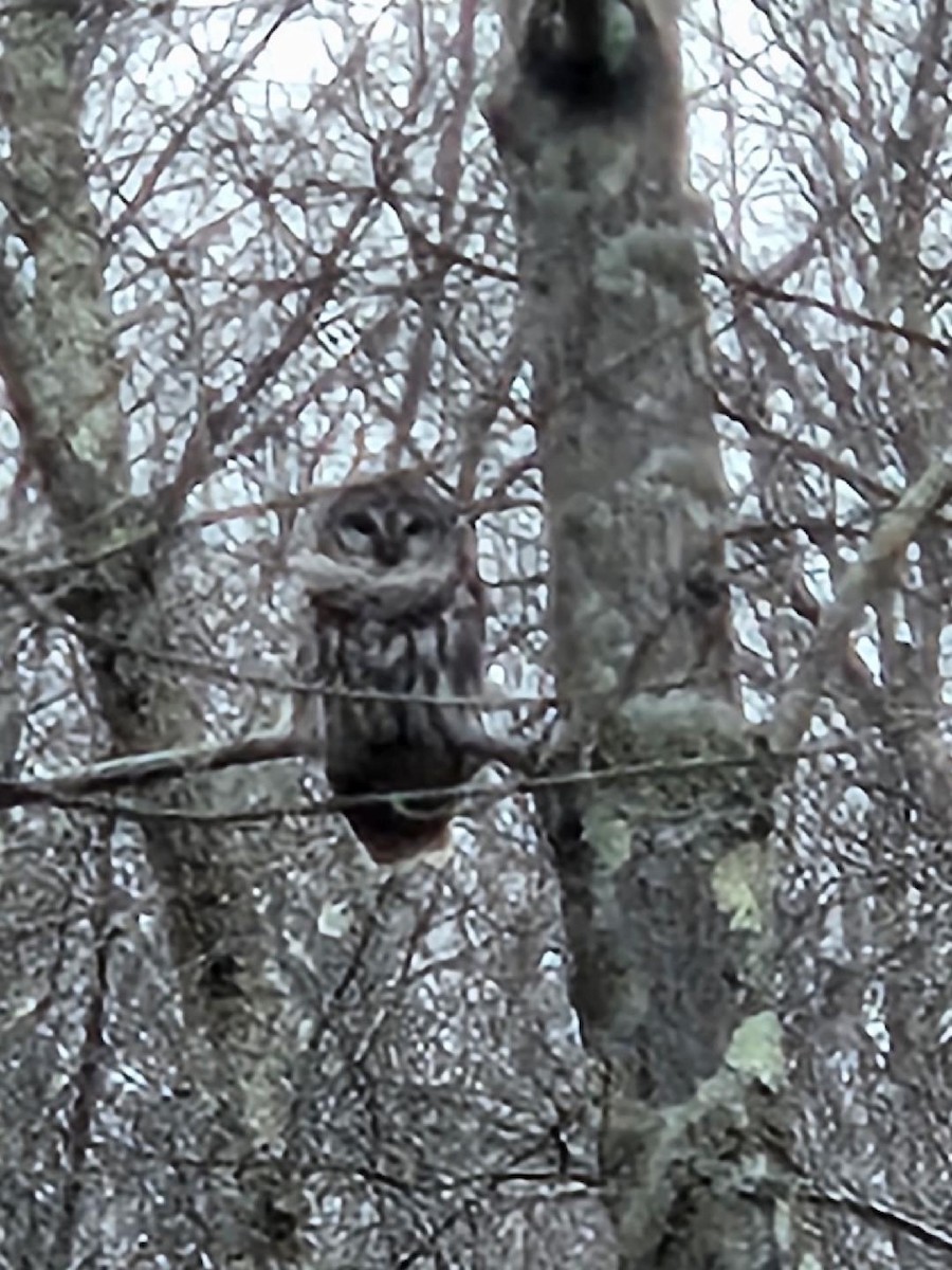 Barred Owl - ML612572052