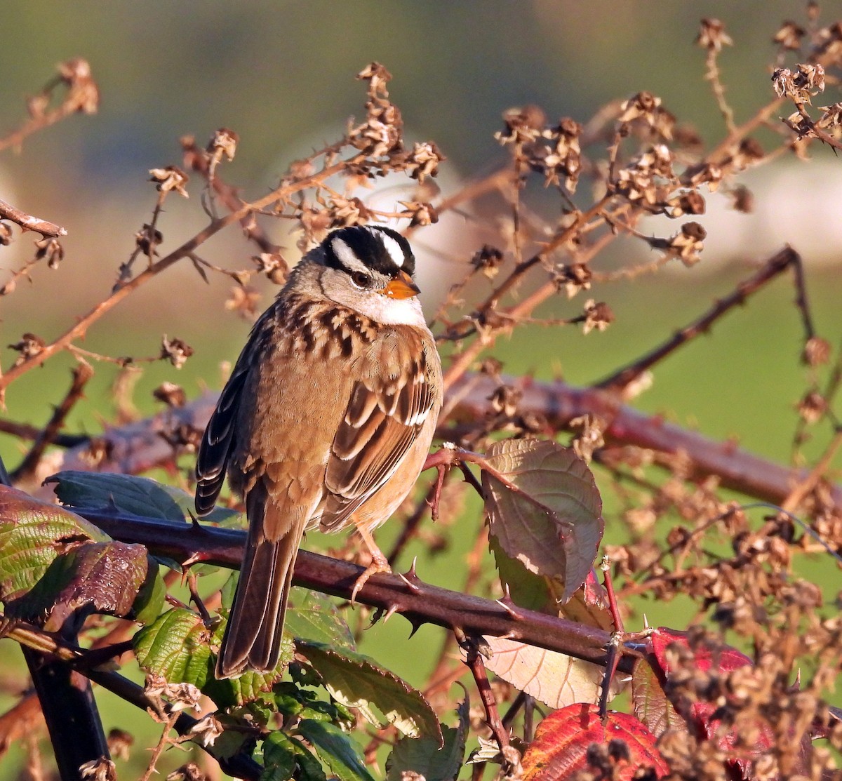 White-crowned Sparrow (pugetensis) - ML612572085